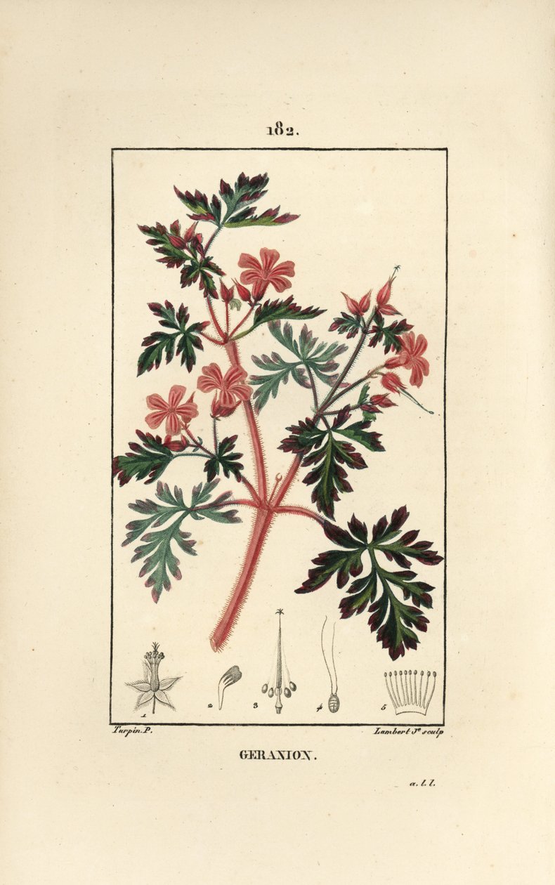 Geranio robertiano, mostrando flores, hojas y semillas de Pierre Jean Francois Turpin