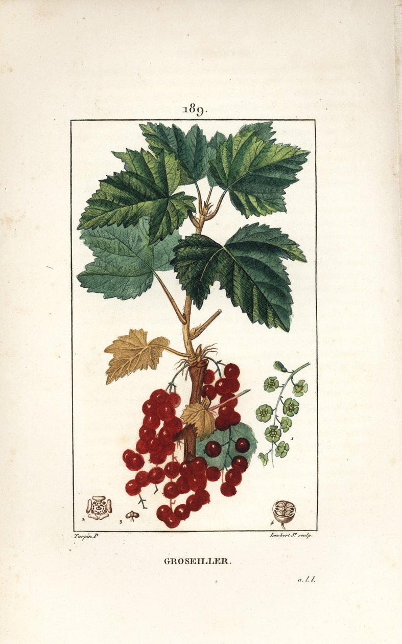 Grosellero rojo, mostrando hoja, tallo, fruto y flor de Pierre Jean Francois Turpin