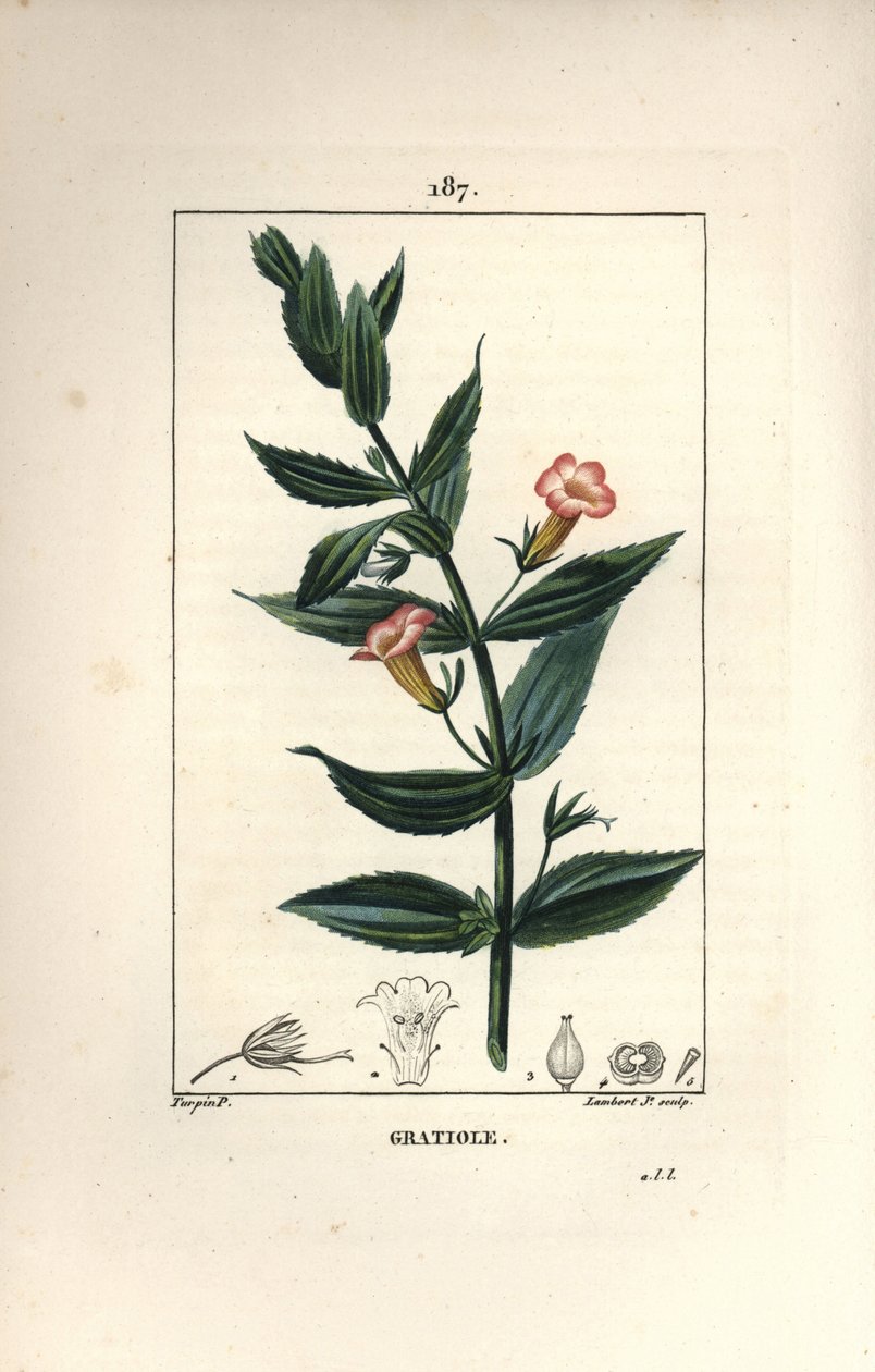 Gratiole officinale, o Gracia de dios, Gracia al hombre pobre, Pequeña digital - Gratiola officinalis. Ilustración de La Flore Medicale de Pierre Jean Francois Turpin