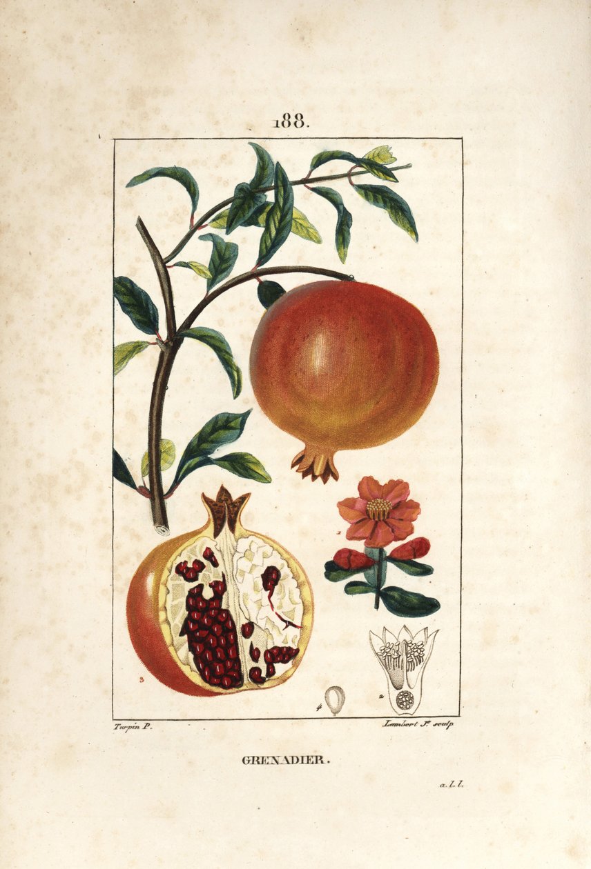 Granado - Árbol de granada, Punica granatum, con hoja, flor, fruto y sección a través del fruto mostrando semillas. Ilustración de La Flore Medicale de Pierre Jean Francois Turpin