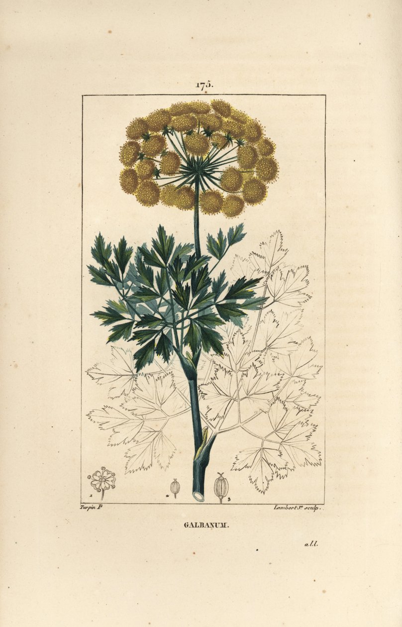 Ferula gomosa o galbano - Galbano, Ferula gummosa, mostrando flores, hojas y semillas. Grabado en cobre a puntos coloreado a mano por Lambert Junior de un dibujo de Pierre Jean-Francois Turpin de Chaumeton, Poiret y Chamberet