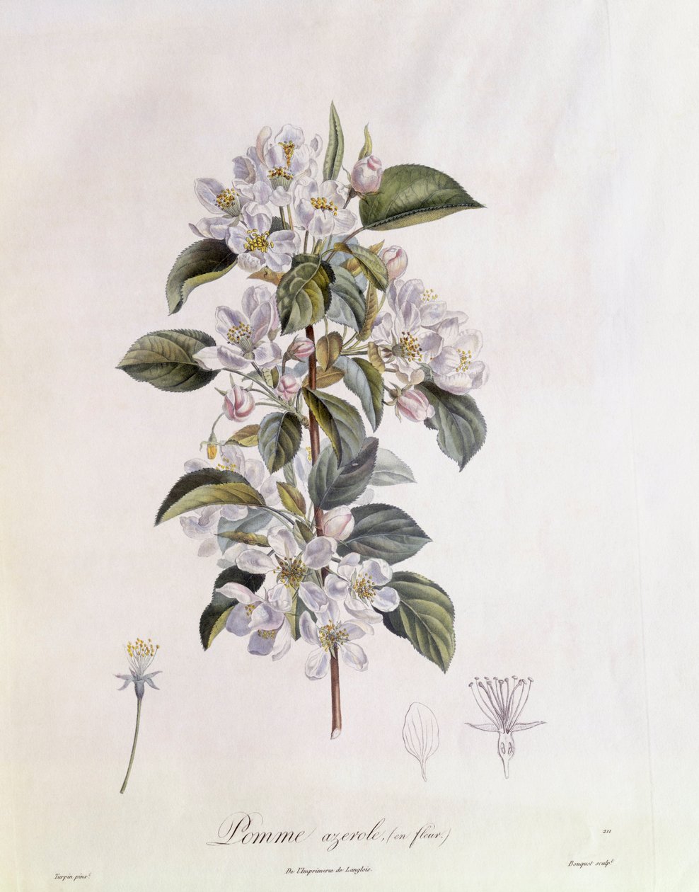 Flor de espino (Crataegus azarolus), placa botánica de Pierre Jean Francois Turpin de Pierre Jean Francois Turpin