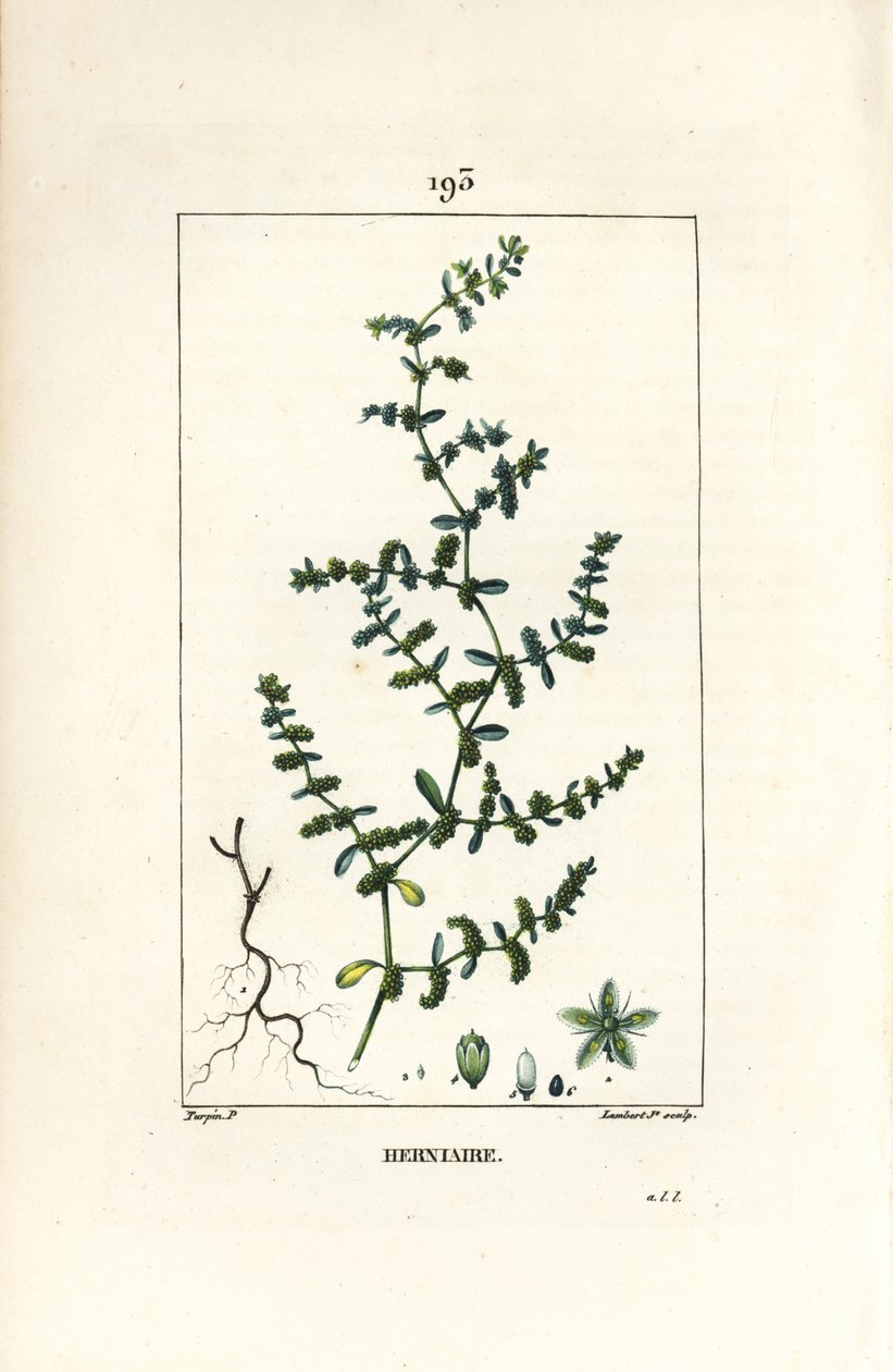 Herniaria glabra, mostrando hojas y flores de Pierre Jean Francois Turpin