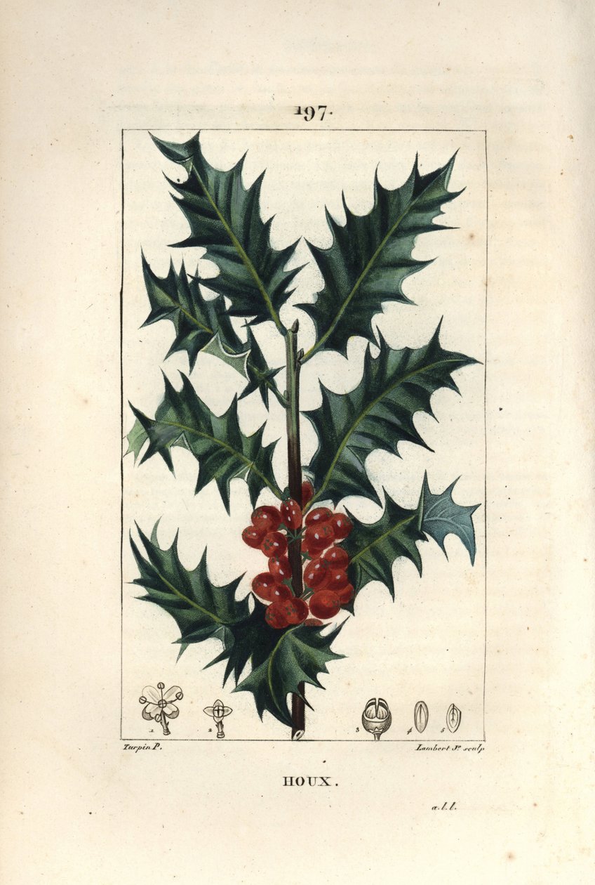Acebo - Acebo, Ilex aquifolium, con hojas espinosas y bayas rojas. Grabado en cobre a puntos coloreado a mano por Lambert Junior de un dibujo de Pierre Jean-Francois Turpin de Chaumeton, Poiret y Chamberet