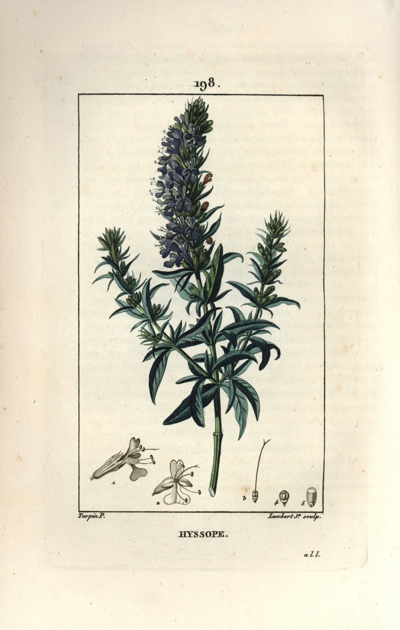 Hisopo oficinal o hisopo - Hisopo, Hyssopus officinalis. Grabado en cobre a puntos coloreado a mano por Lambert Junior de un dibujo de Pierre Jean-Francois Turpin de 