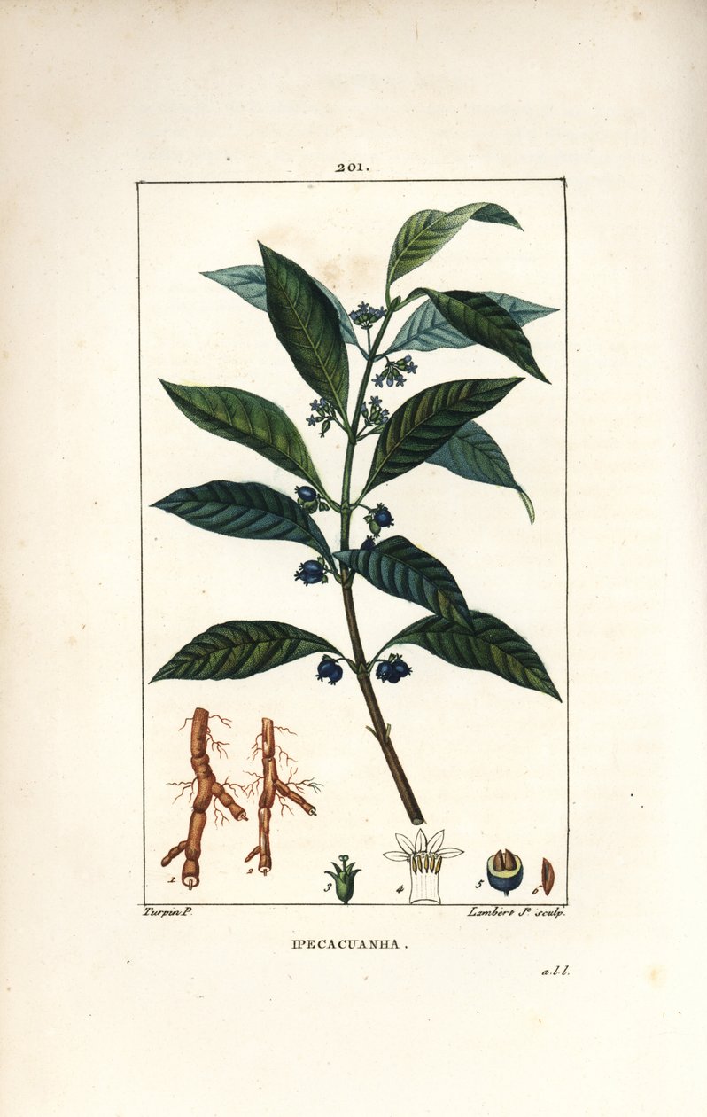 Ipeca o Ipecacuana - Ipecacuanha, Psychotria emetica, con hoja, flor y raíz. Ilustración de La Flore Medicale de Pierre Jean Francois Turpin