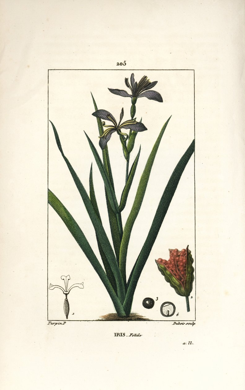 Iris fétido o iris pata, iris apestoso - Iris apestoso, Iris foetida, con flor, hoja y vaina de semillas. Grabado en cobre a puntos coloreado a mano por Dubois de un dibujo de Pierre Jean-Francois Turpin de 