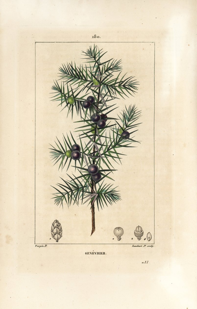 Enebro, Juniperus vulgaris, mostrando hoja, baya y tallo. Grabado en cobre a puntos coloreado a mano por Lambert Junior de un dibujo de Pierre Jean-Francois Turpin de 