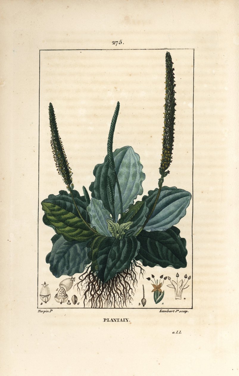 Gran Llantén - Plantago major, con hoja, flor y raíces. Grabado en cobre a mano coloreado por Lambert Junior de un dibujo de Pierre Jean-Francois Turpin de 