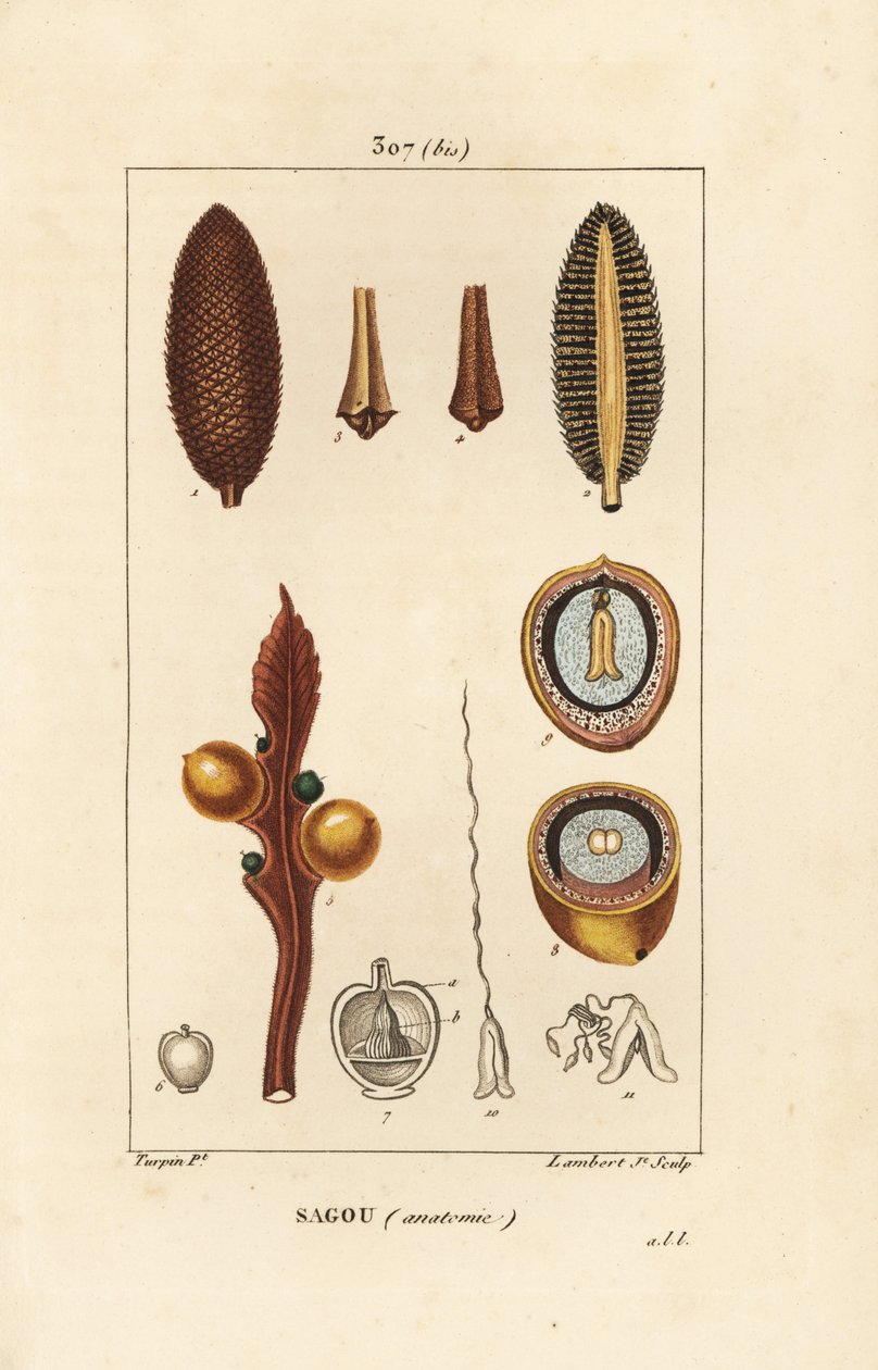 Cycas circinalis, mostrando semilla y sección. Grabado en cobre a mano coloreado por Lambert Junior de un dibujo de Pierre Jean-Francois Turpin de Pierre Jean Francois Turpin
