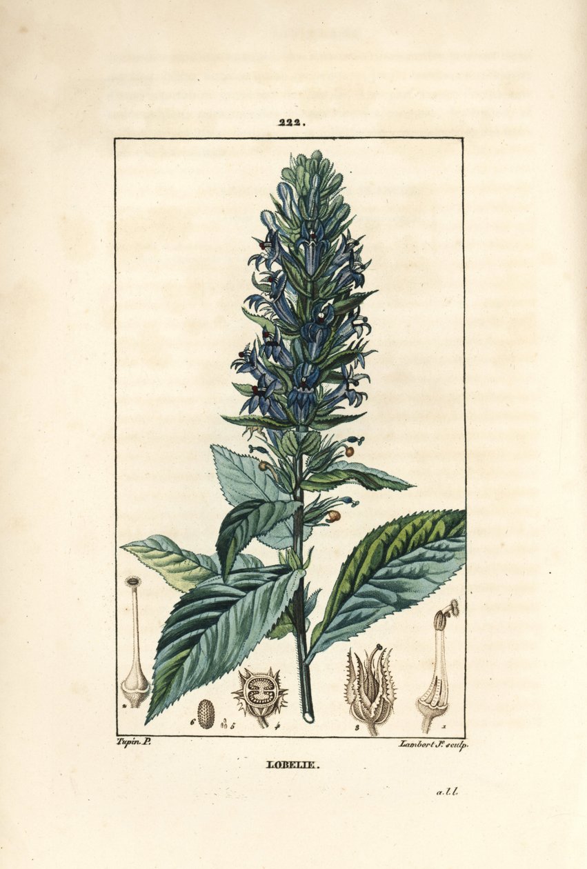 Lobelia grande o lobelia sifilítica de Pierre Jean Francois Turpin