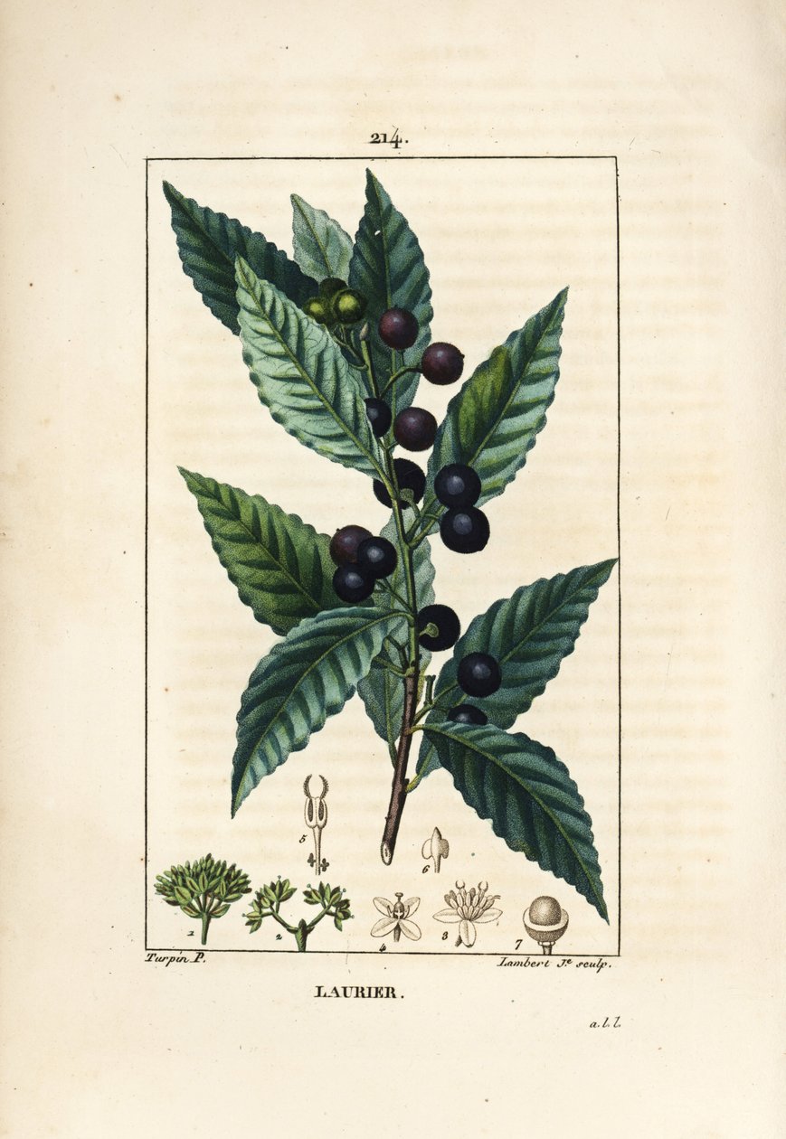 Laurel, Laurus nobilis, con hoja, baya y semilla. Grabado en cobre a puntos coloreado a mano por Lambert Junior de un dibujo de Pierre Jean-Francois Turpin de Chaumeton, Poiret y Chamberet