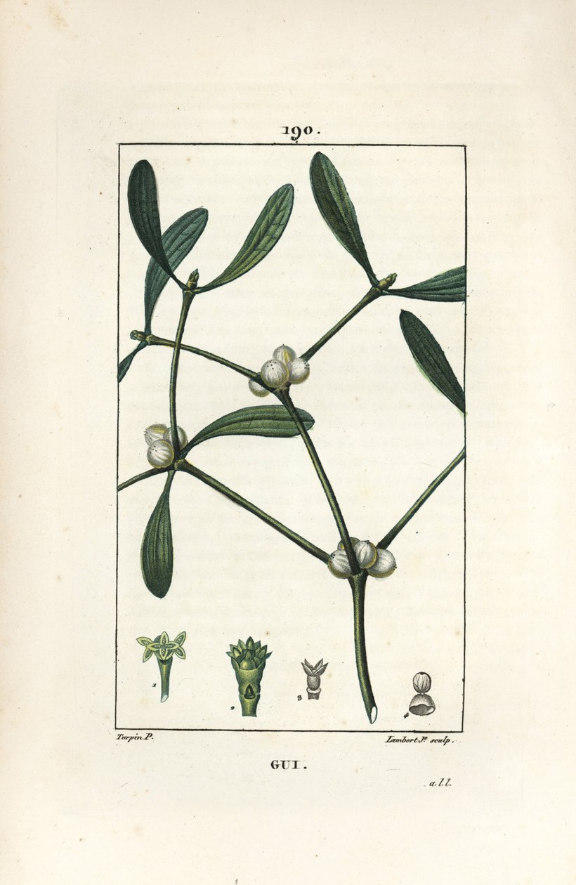 Muérdago, mostrando hojas y frutos de Pierre Jean Francois Turpin