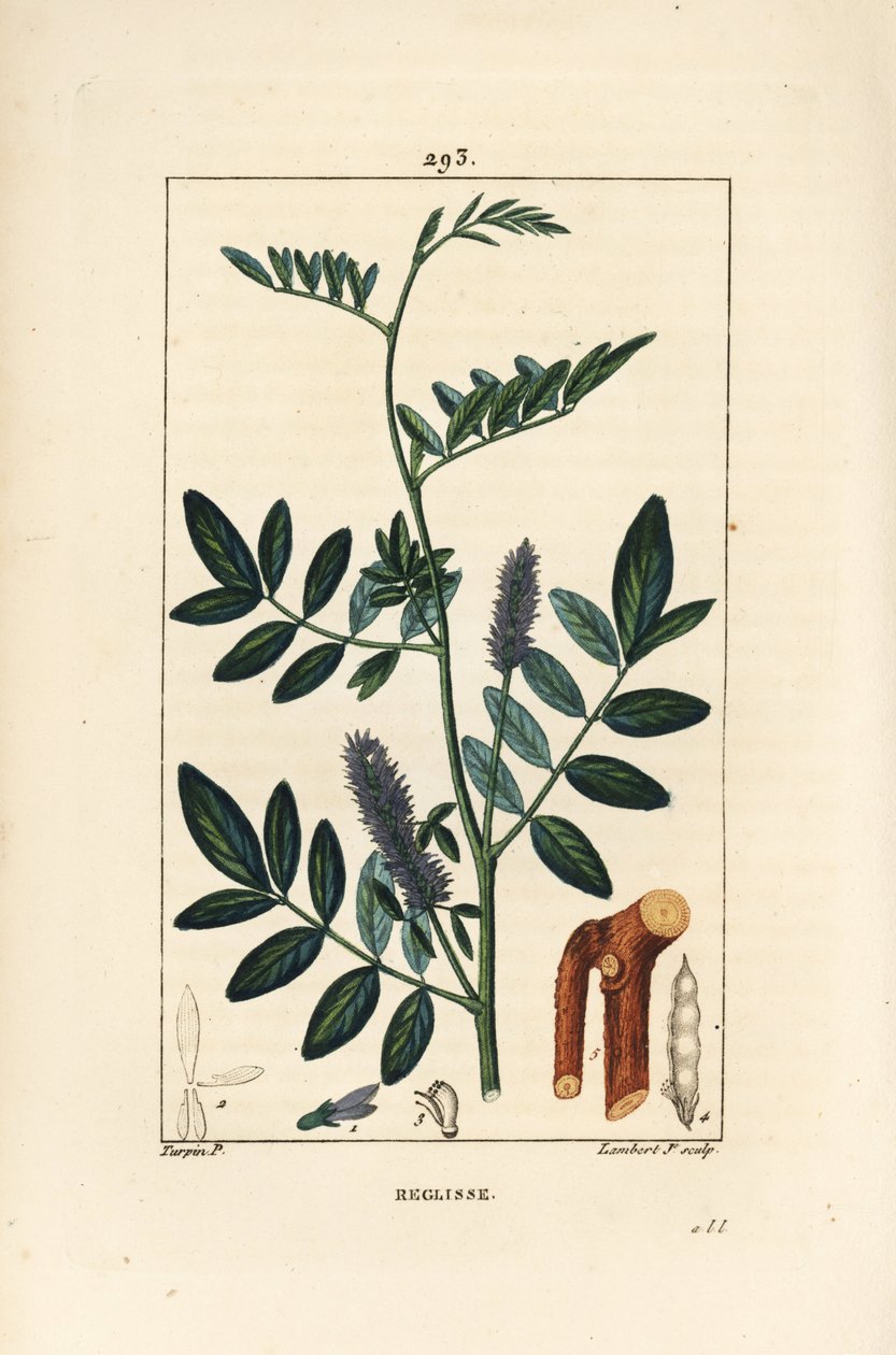 Regaliz - Glycyrrhiza glabra, con flor, hoja, corteza, rama leñosa y semilla de Pierre Jean Francois Turpin