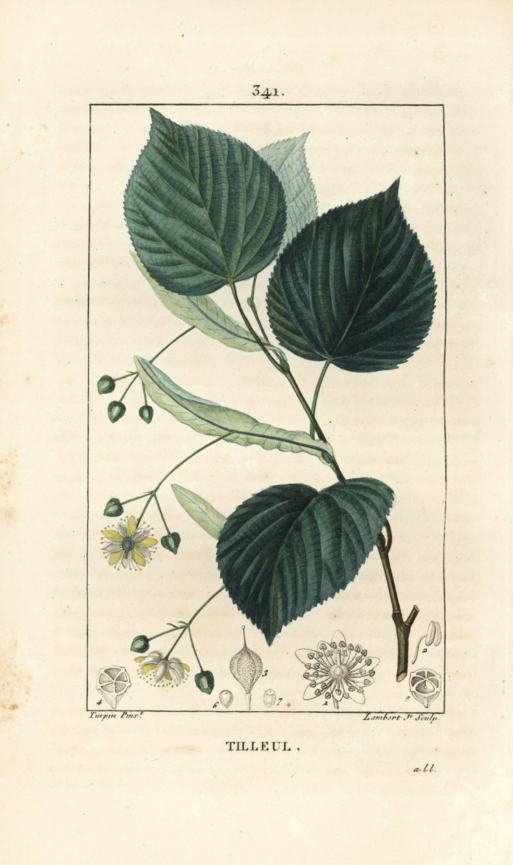 Árbol de tilo o tilo, Tilia europea, con hoja, rama, flor y semilla. Grabado en cobre a mano coloreado por Lambert Junior a partir de un dibujo de Pierre Jean-Francois Turpin de 