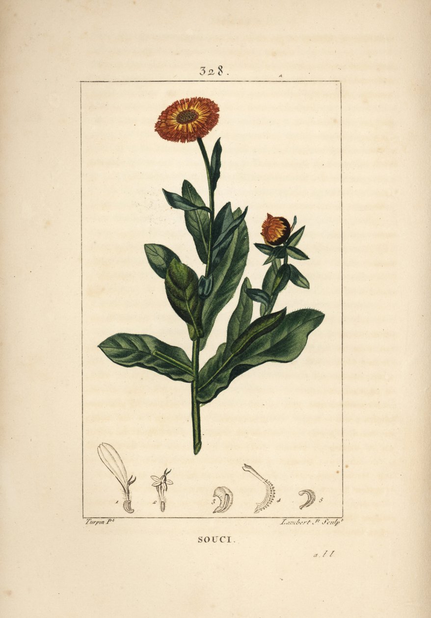 Caléndula, Calendula officinalis, con flor, hoja y tallo. Grabado en cobre a mano coloreado por Lambert Junior de un dibujo de Pierre Jean-Francois Turpin de 
