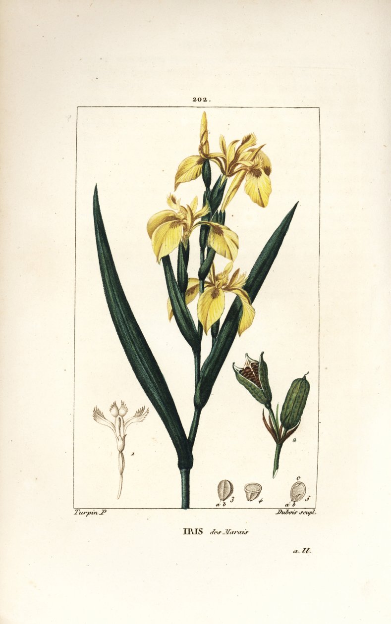 Lirio de pantano o Lirio amarillo de agua - Lirio amarillo, Iris palustris lutea, flor, hoja y vaina de semilla. Ilustración de La Flore Medicale de Pierre Jean Francois Turpin