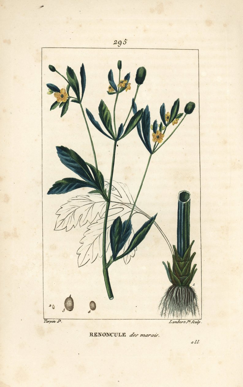Caltha palustris, con flor, hoja, tallo, raíz y semilla. Grabado en cobre a mano coloreado por Lambert Junior de un dibujo de Pierre Jean-Francois Turpin de Pierre Jean Francois Turpin