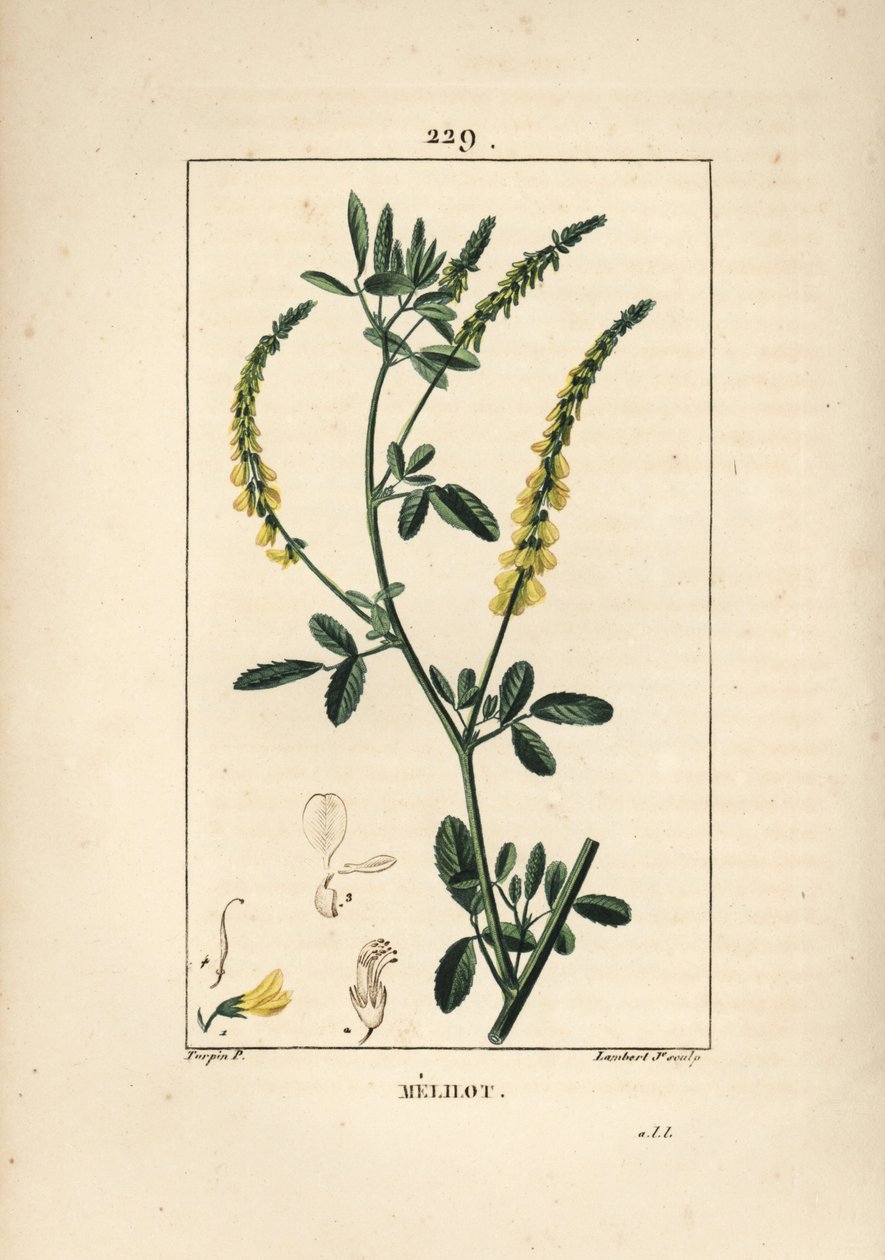 Melilot - Melilot trefoil, Melitotus officinarum. Grabado en cobre a mano coloreado por Lambert Junior de un dibujo de Pierre Jean-Francois Turpin de "La Flore Medicale," Paris, Panckoucke de Pierre Jean Francois Turpin