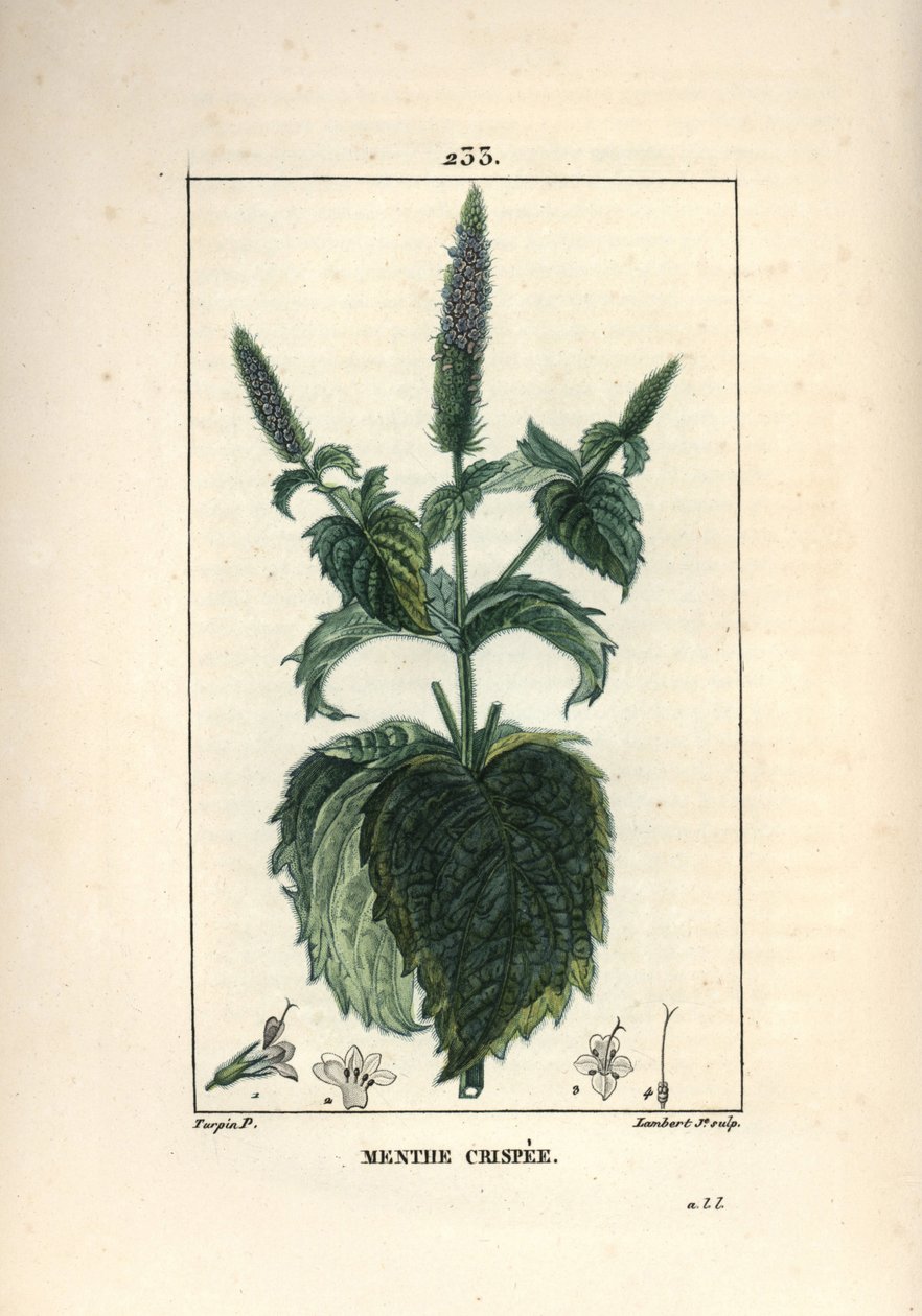 Menta crespa, rizada o hueca - Menta rizada, Mentha crispa. Grabado en cobre a mano coloreado por Lambert Junior de un dibujo de Pierre Jean-Francois Turpin de 