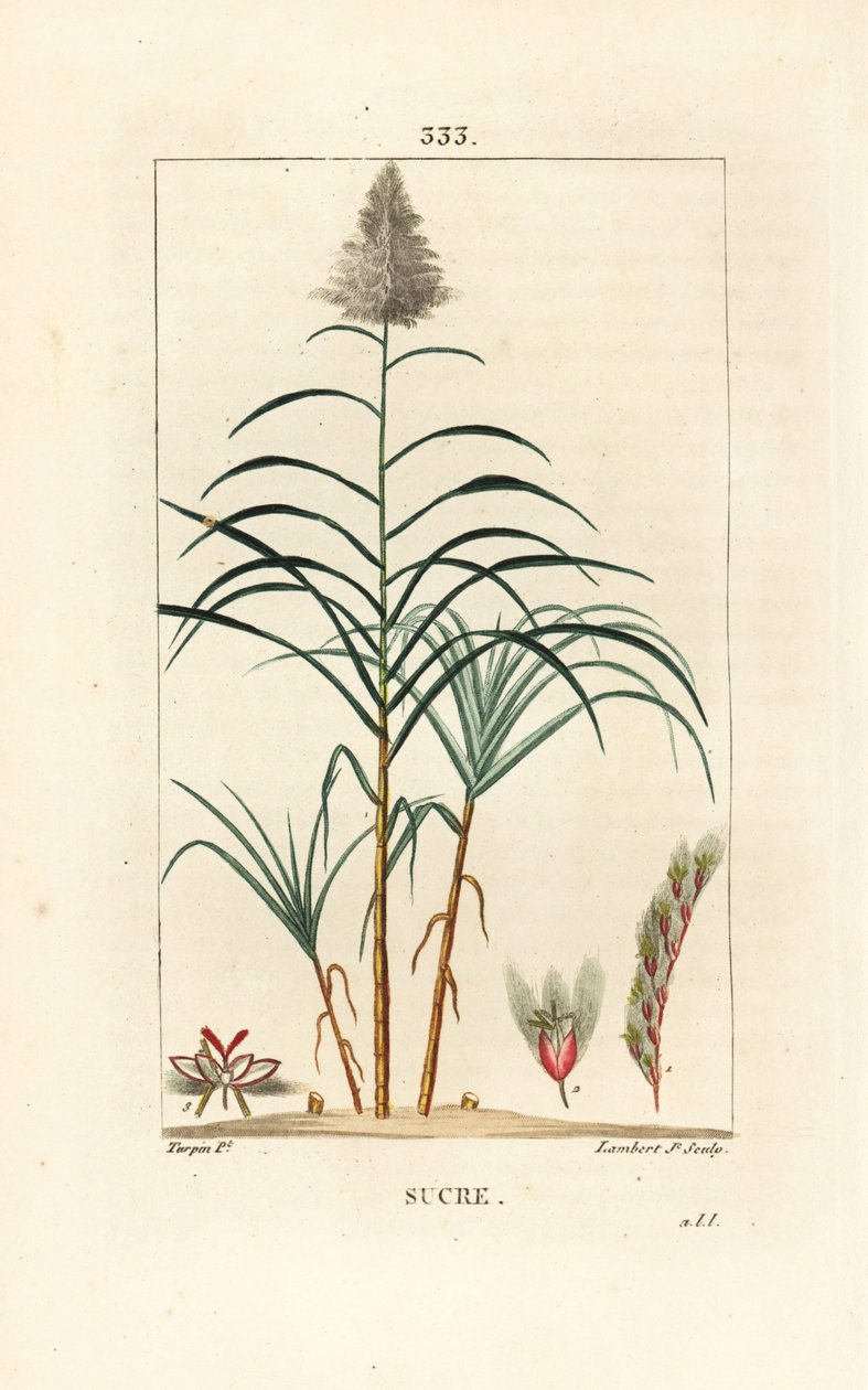 Caña noble - Caña de azúcar de Pierre Jean Francois Turpin
