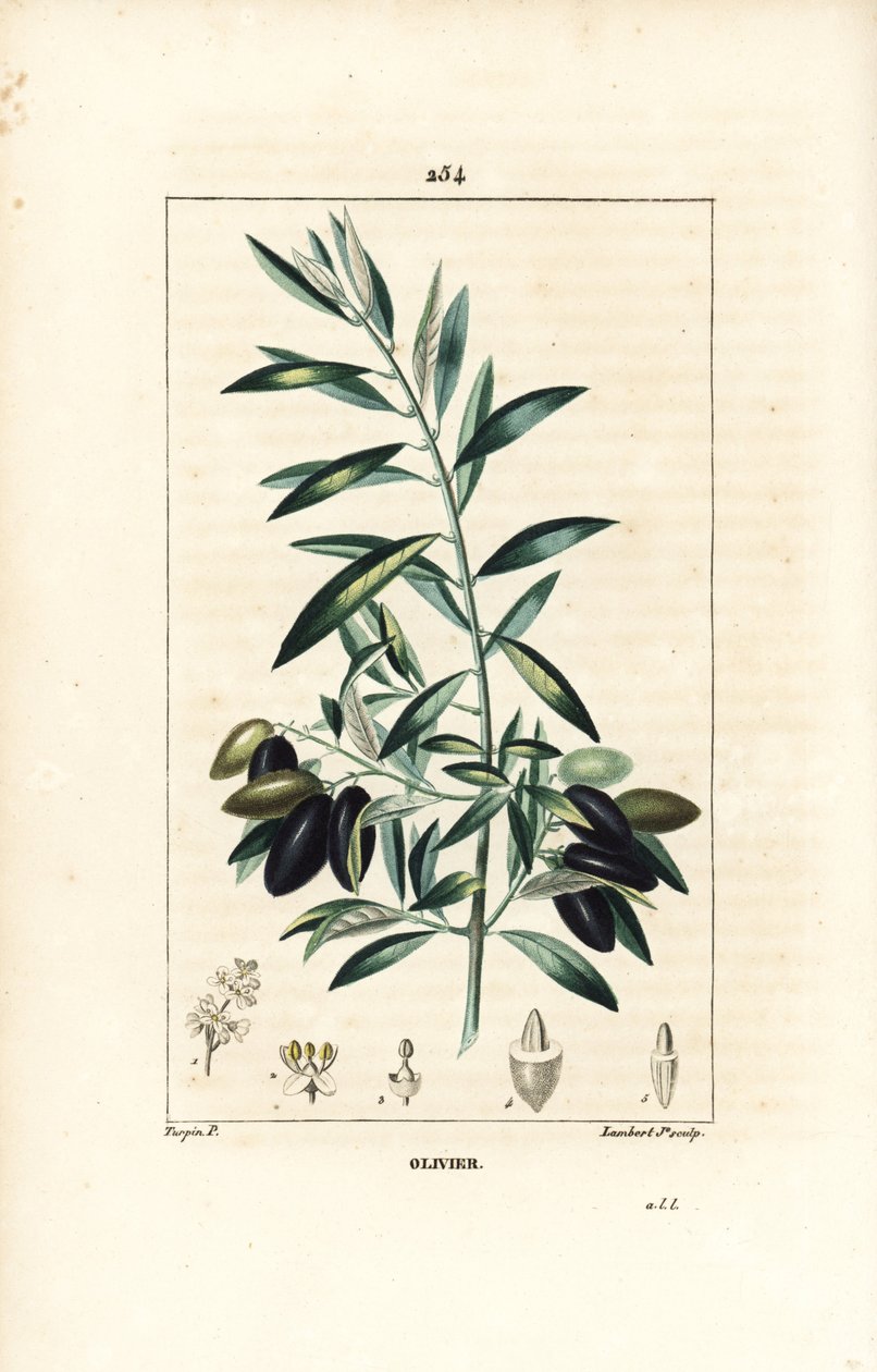 Olivier - Olivo, Olea europaea, con hoja, rama, fruto y semilla. Grabado en cobre a puntos coloreado a mano por Lambert Junior de un dibujo de Pierre Jean-Francois Turpin de 