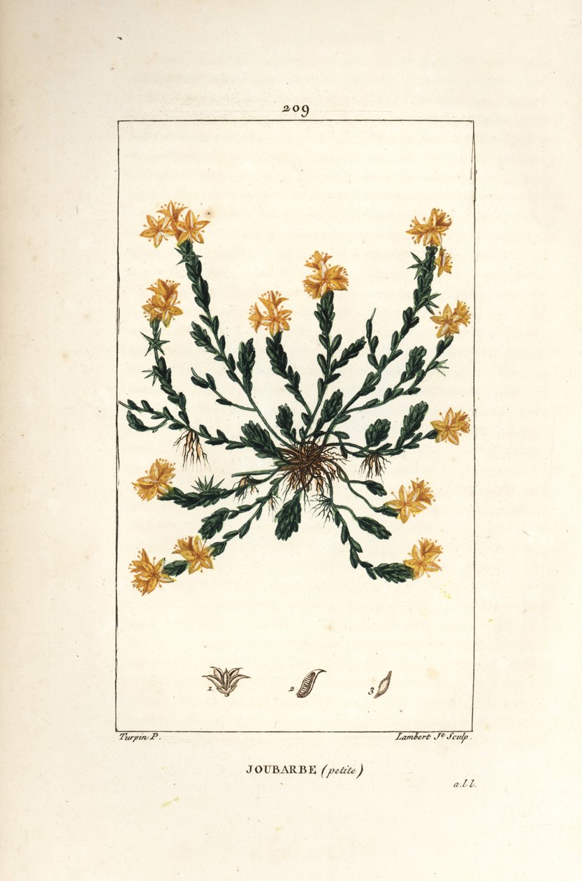 Orpin acre - Sedum acre. Grabado en cobre a puntos coloreado a mano por Lambert Junior de un dibujo de Pierre Jean-Francois Turpin de Chaumeton, Poiret y Chamberet