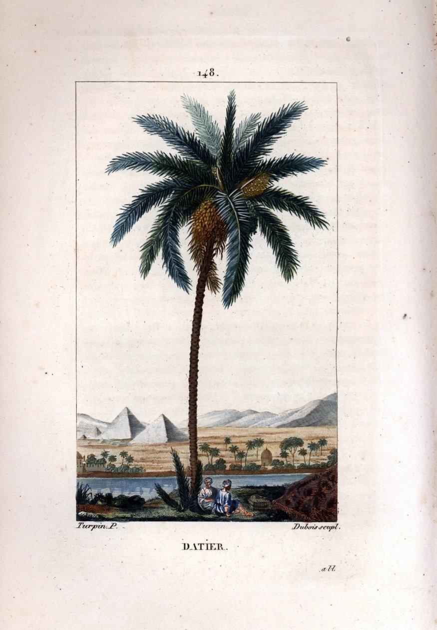 Palmera datilera, Phoenix dactylifera, mostrando frutos y hojas contra un paisaje con pirámides y río. Grabado en cobre a puntos coloreado a mano por Dubois de un dibujo de Pierre Jean-Francois Turpin de Chaumeton, Poiret y Chamberet
