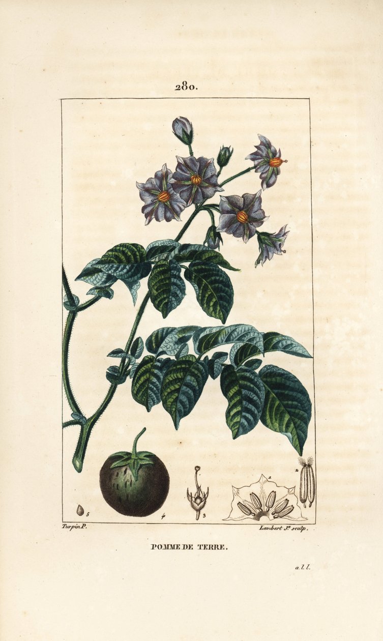 Patata - Patata, Solanum tuberosum, con flor, hoja, tallo y fruto. Grabado en cobre a mano coloreado por Lambert Junior de un dibujo de Pierre Jean-Francois Turpin de "La Flore Medicale," Paris, Panckoucke de Pierre Jean Francois Turpin