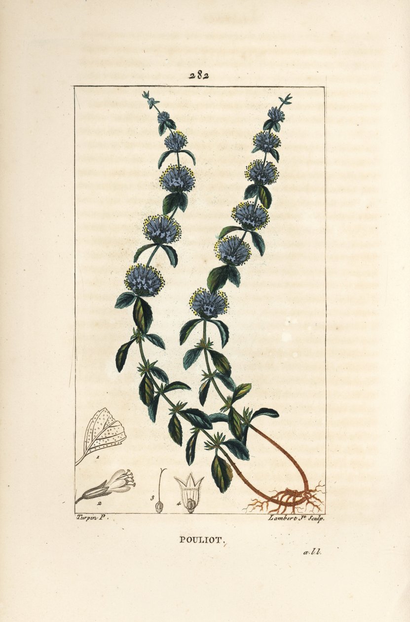 Menta Poleo - Mentha pulegium, con flor, hoja, tallo, raíz y semilla. Grabado en cobre a mano coloreado por Lambert Junior de un dibujo de Pierre Jean-Francois Turpin de 