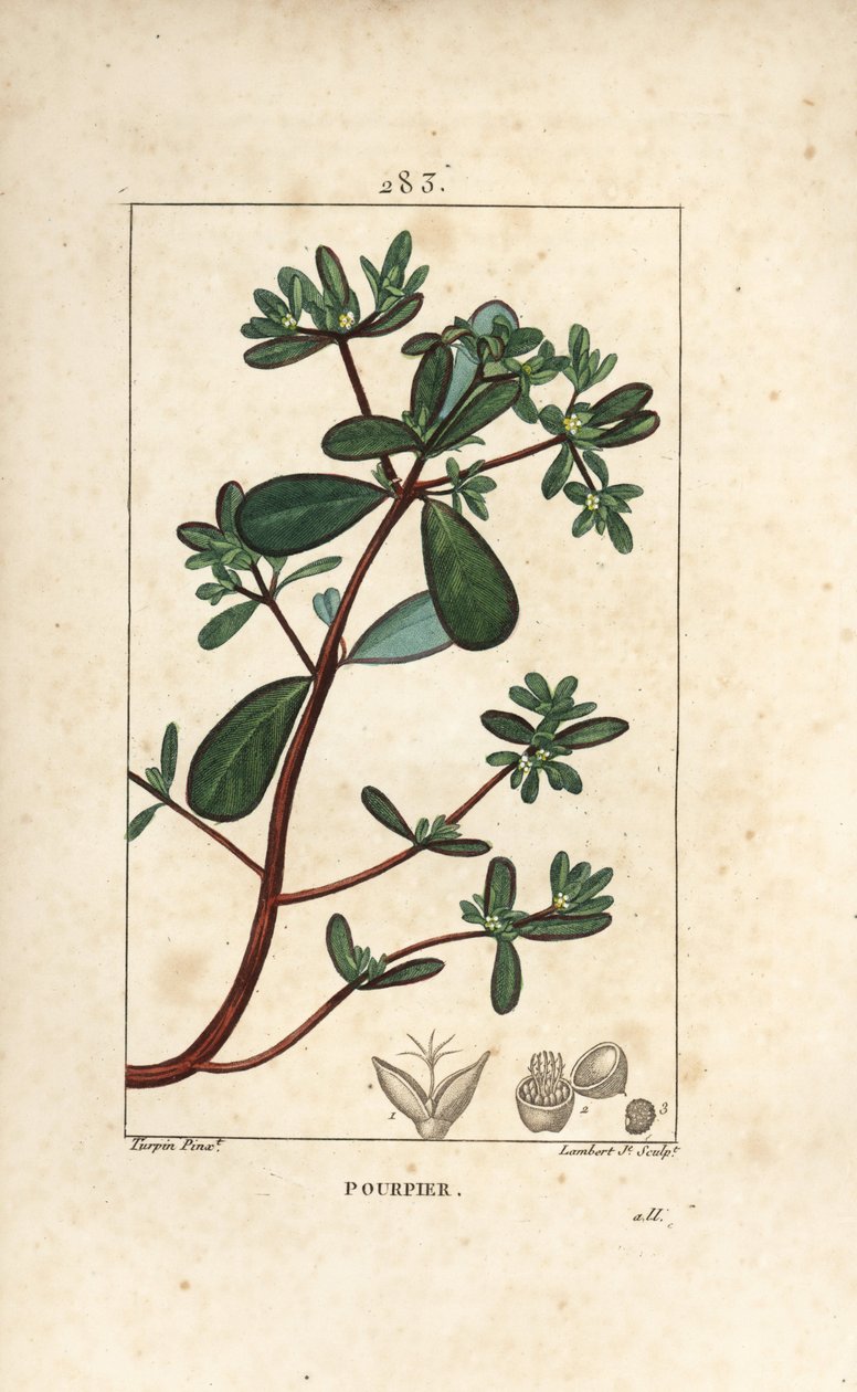 Verdolaga, Porcelana, Porculaca oleracea, con hoja, tallo y flor. Grabado en cobre a mano coloreado por Lambert Junior a partir de un dibujo de Pierre Jean-Francois Turpin del libro de Chaumeton, Poiret y Chamberet "La Flore Medicale" de Pierre Jean Francois Turpin