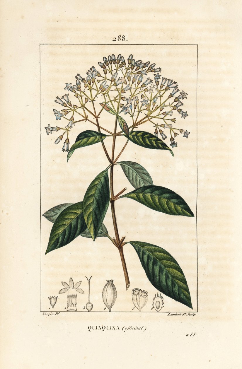Quinquina - Árbol de la quinina o corteza peruana, Cinchona officinalis, con flor, rama, hoja y semilla. Grabado en cobre a mano coloreado por Lambert Junior de un dibujo de Pierre Jean-Francois Turpin de 