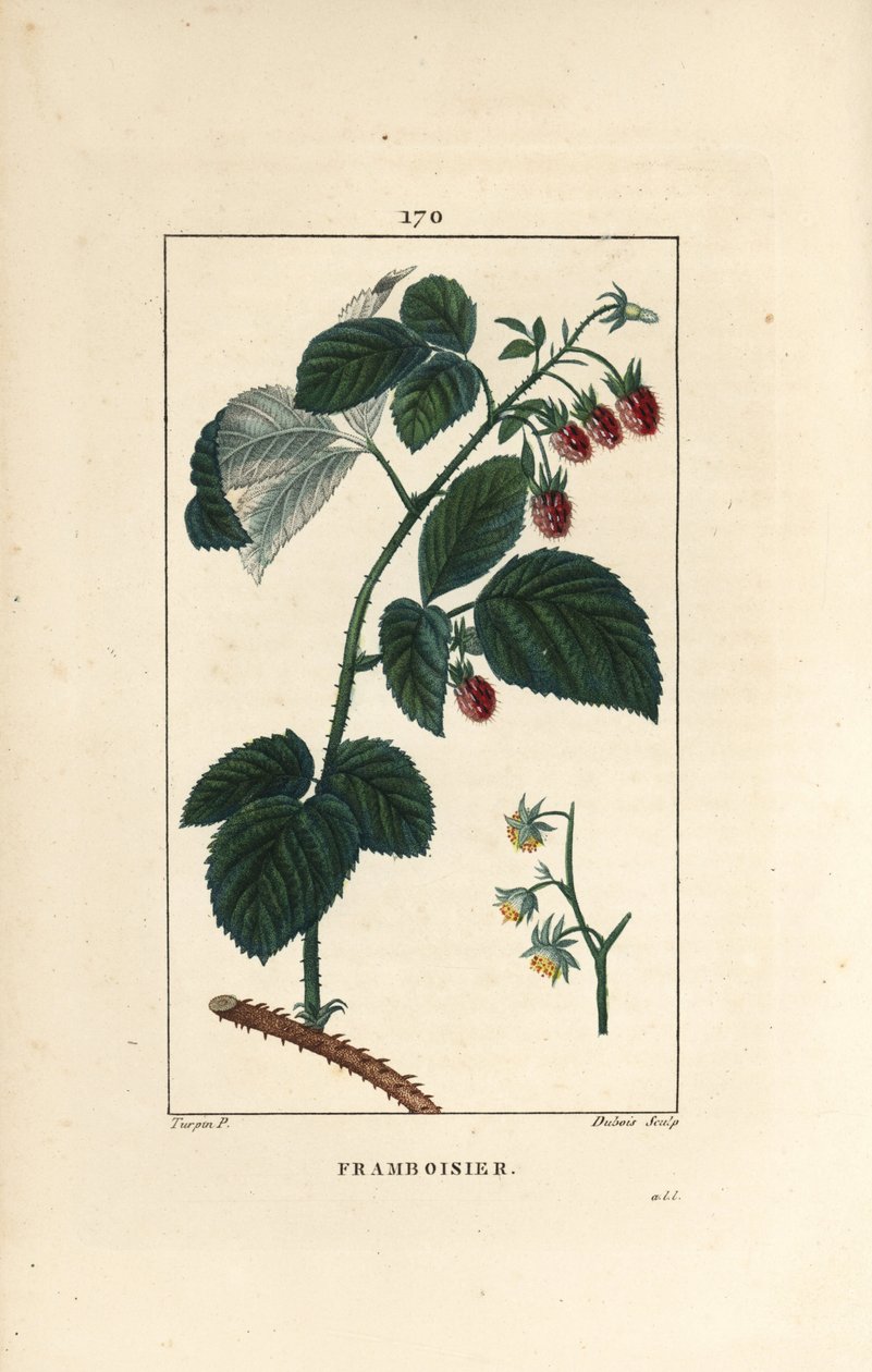 Frambuesa - Frambuesa, Rubus idaeus, mostrando flores, hojas, espinas y fruto maduro. Ilustración de La Flore Medicale de Pierre Jean Francois Turpin