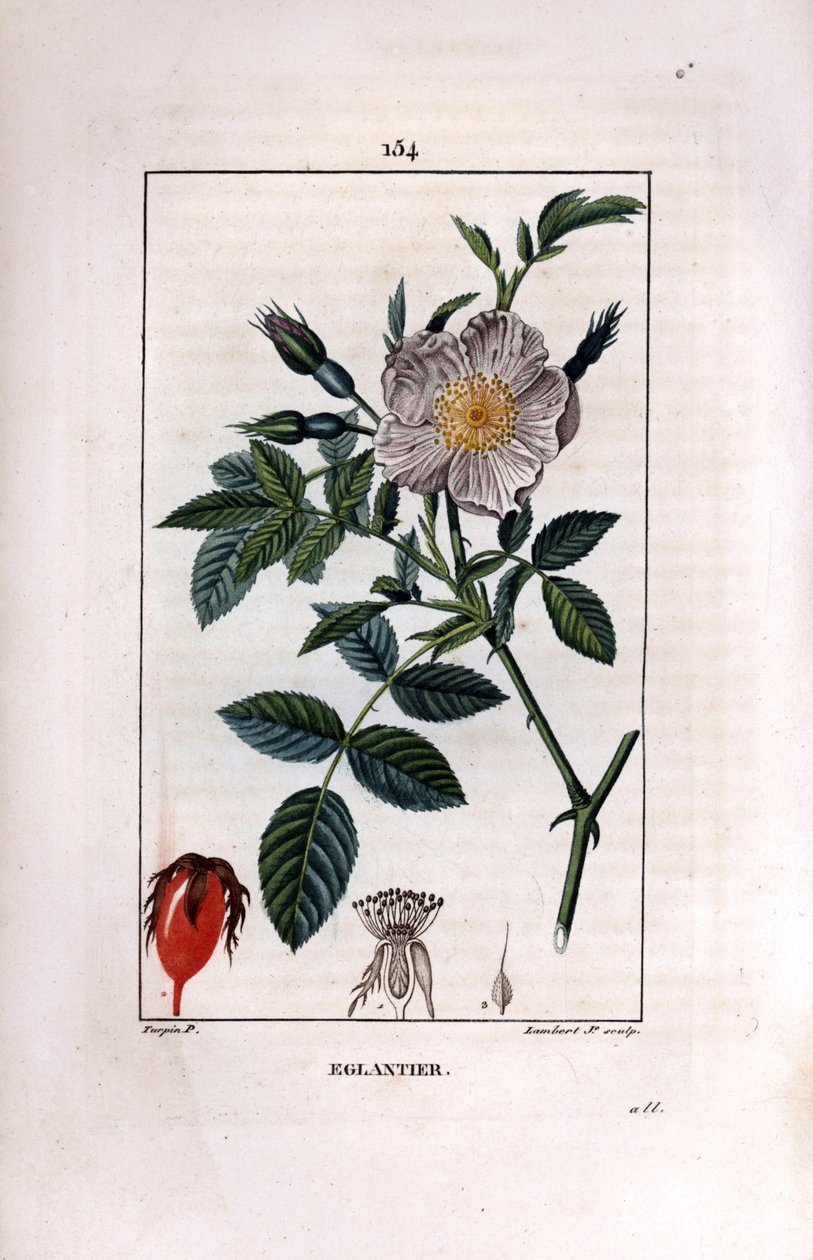 Rama de escaramujo con baya y rosa de Pierre Jean Francois Turpin