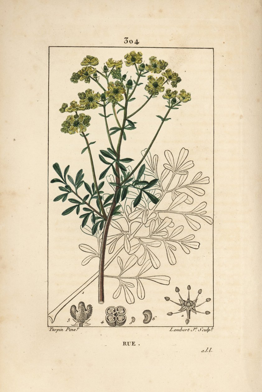 Ruta graveolens, mostrando flor, hoja, tallo y semilla. Grabado en cobre a mano coloreado por Lambert Junior de un dibujo de Pierre Jean-Francois Turpin de Pierre Jean Francois Turpin