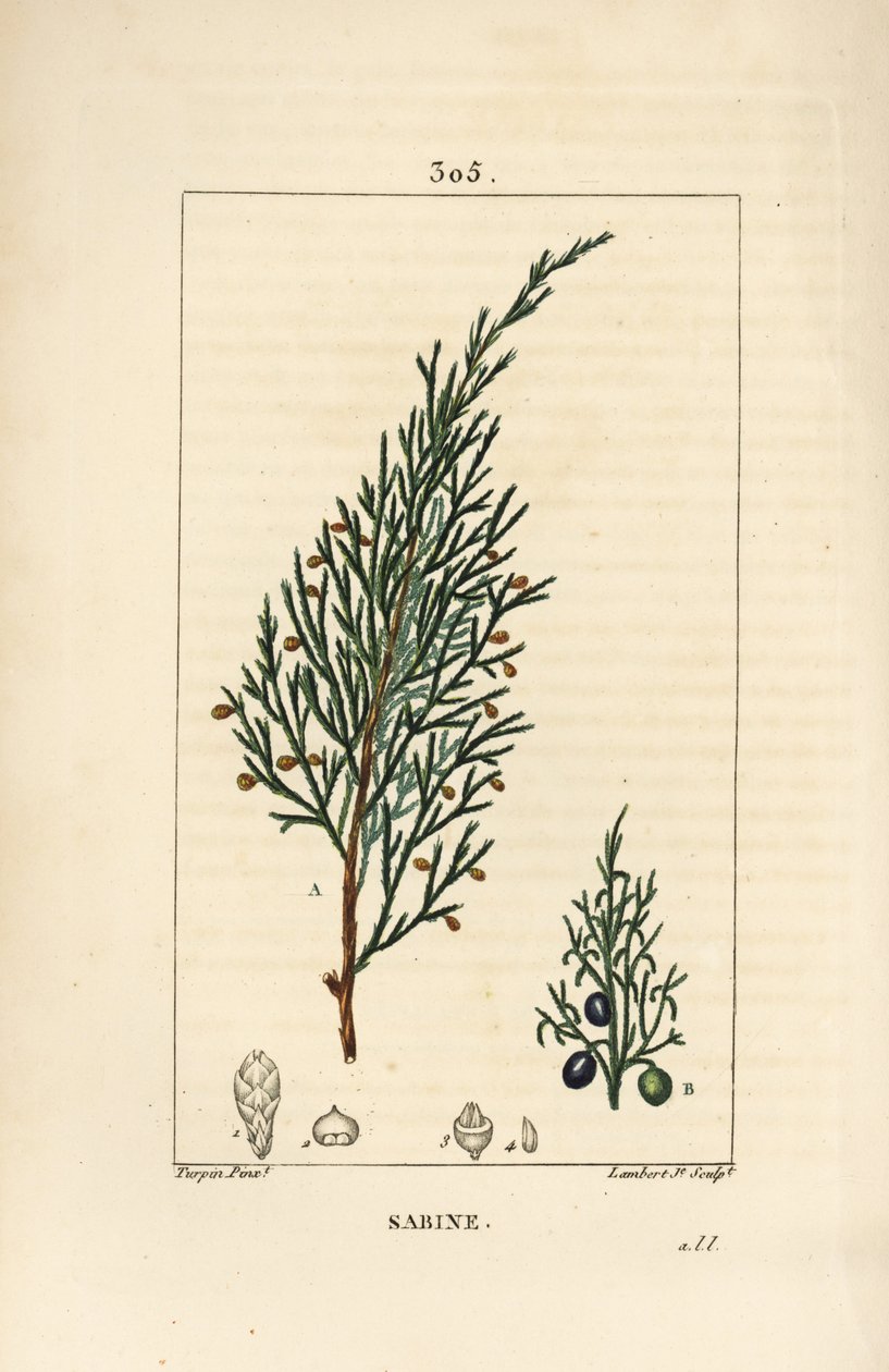 Enebro sabino, Juniperus sabina de Pierre Jean Francois Turpin