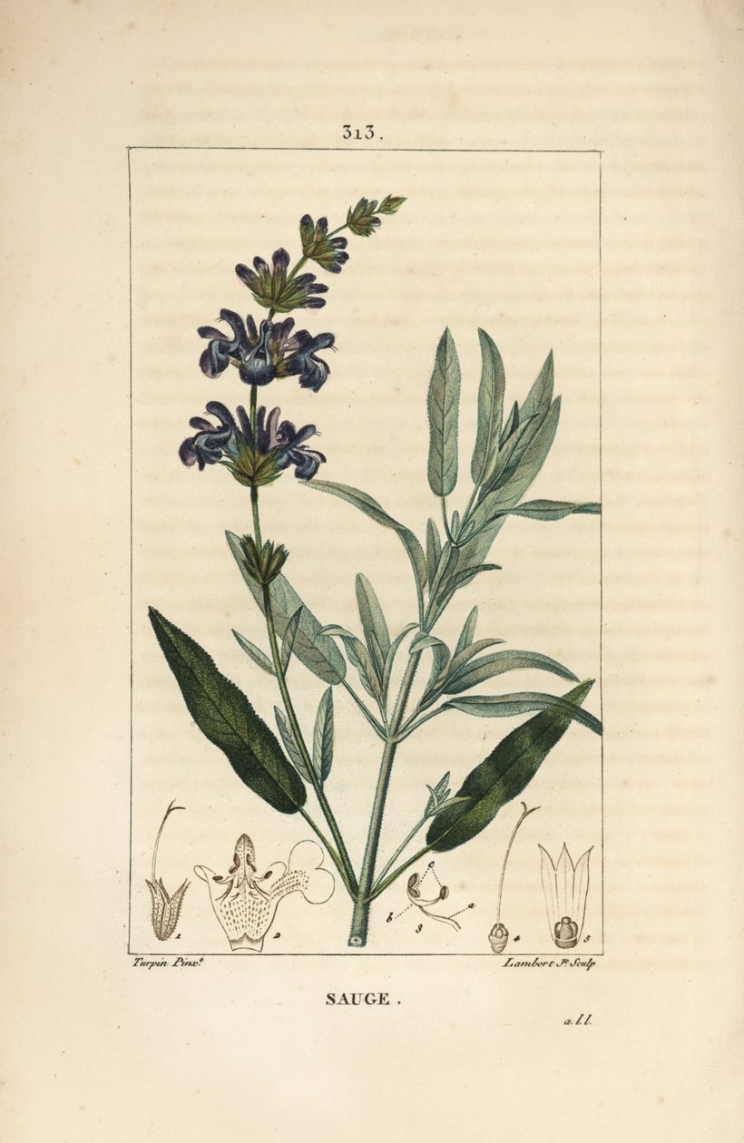 Salvia officinalis - Salvia común, con flor, hoja, tallo y semilla de Pierre Jean Francois Turpin