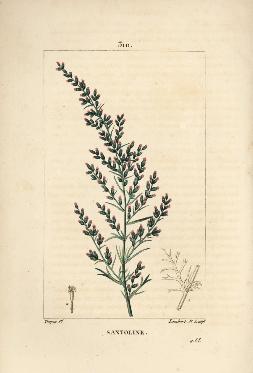 Ajenjo - Artemisia santonicum, con flor, hoja, rama y semilla de Pierre Jean Francois Turpin