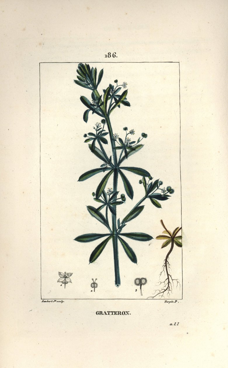 Galio de Pierre Jean Francois Turpin