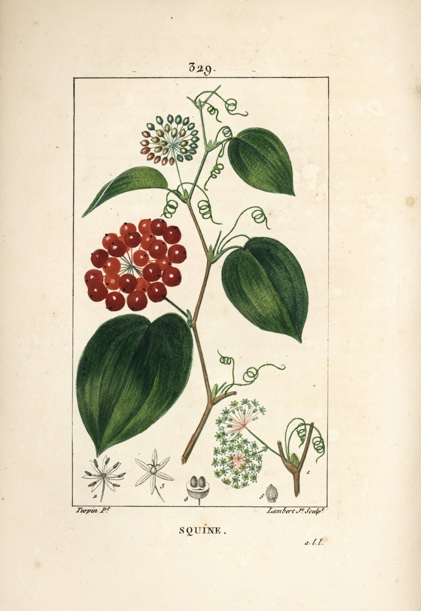 Variedad de Smilax - Smilax china, con flor, zarcillo, hoja y fruto. Grabado en cobre a mano coloreado por Lambert Junior de un dibujo de Pierre Jean-Francois Turpin de 