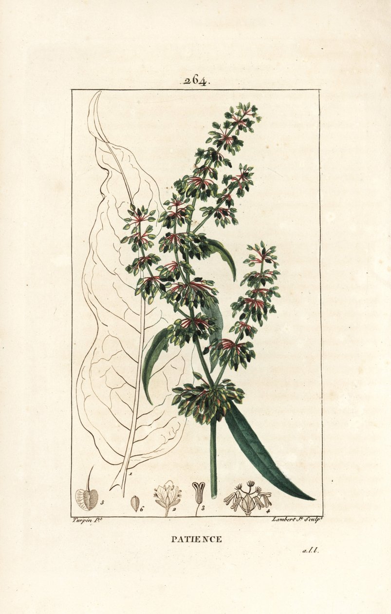 Acedera espinaca o paciencia de los monjes - Rumex patientia, con flor, tallo, hojas, semilla y contorno de hoja. Grabado en cobre a mano a color por Lambert Junior de un dibujo de Pierre Jean-Francois Turpin de Chaumeton, Poiret y de Pierre Jean Francois Turpin