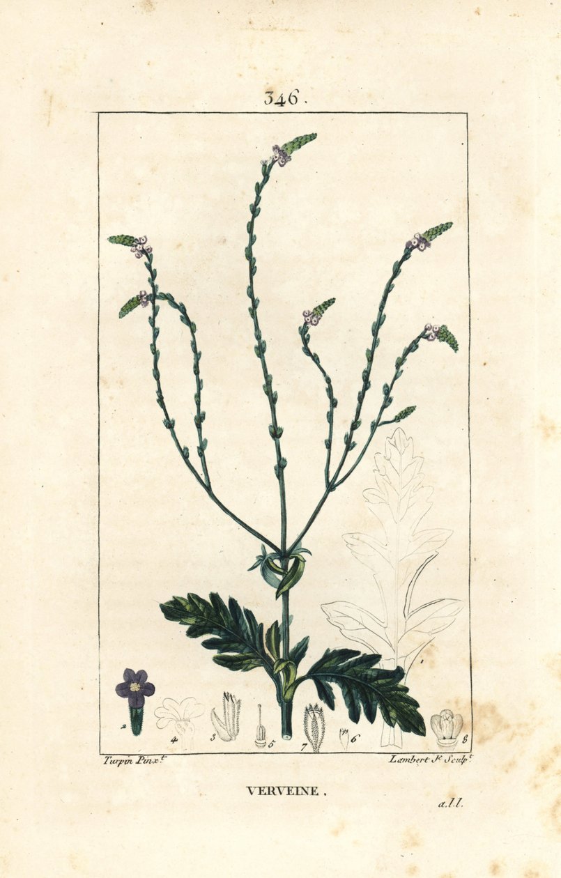 Verbena o Hierba Sagrada, Vena de Venus o Hierba de Bruja - Verbena officinalis. Grabado en cobre a mano coloreado por Lambert Junior de un dibujo de Pierre Jean-Francois Turpin de 
