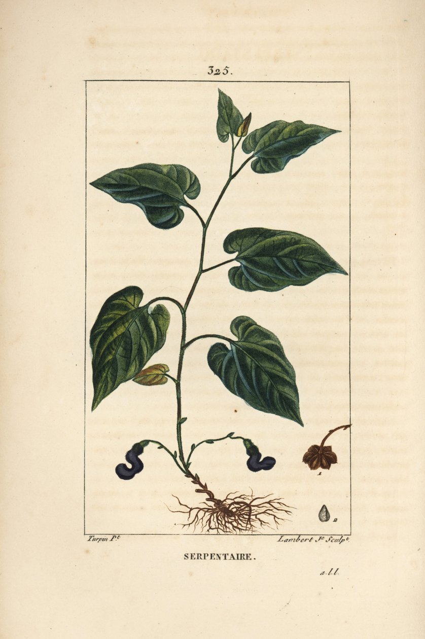 Serpentaria de Virginia - Aristolochia serpentaria, con flor, hoja, tallo, semilla y raíz de Pierre Jean Francois Turpin
