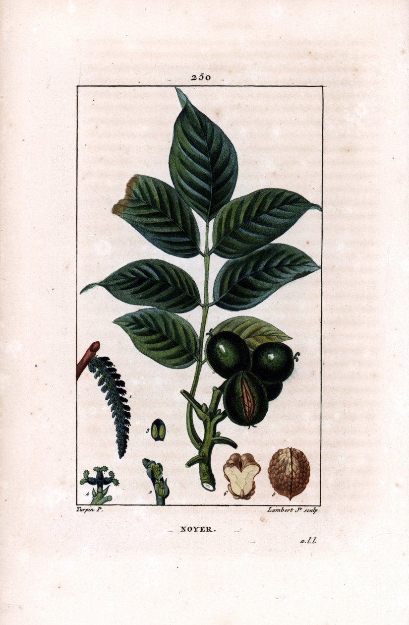Rama de nogal con nueces - Nogal, Juglans regia, con rama, hojas, fruto maduro, nuez en cáscara y en sección. Grabado en cobre a puntos coloreado a mano por Lambert Junior de un dibujo de Pierre Jean-Francois Turpin de Chaumeton, Poiret y Chamberet