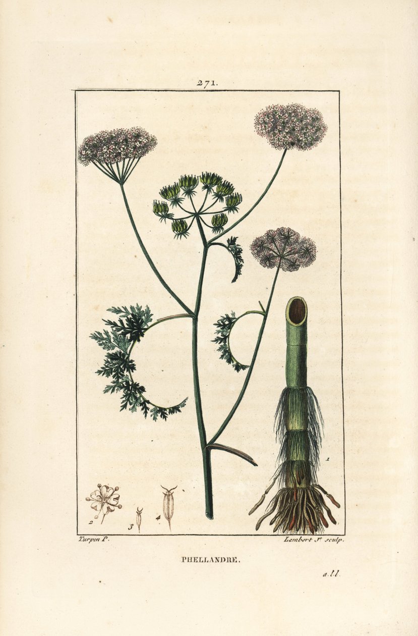 Cicuta de agua, Oenanthe aquatica, con flor, hoja, tallo y raíz. Grabado en cobre a mano coloreado por Lambert Junior de un dibujo de Pierre Jean-Francois Turpin de Chaumeton, Poiret y Chamberet de Pierre Jean Francois Turpin