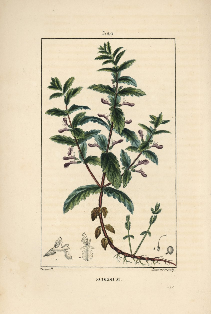 Teucrium scordium, mostrando flor, hoja, tallo y raíces. Grabado en cobre a mano coloreado por Lambert Junior de un dibujo de Pierre Jean-Francois Turpin de Pierre Jean Francois Turpin