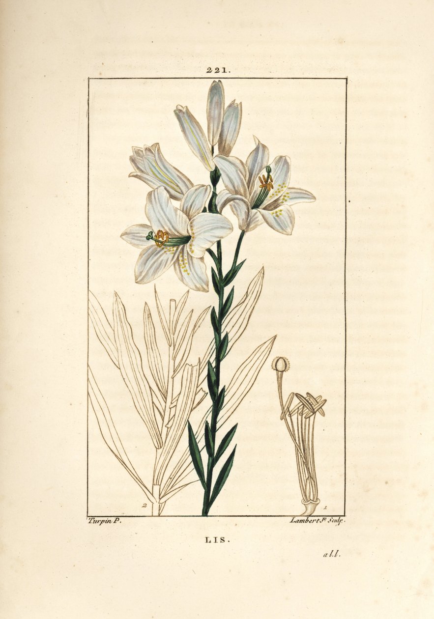 Lirio blanco o lirio de la madonna - Lirio blanco, Lilium candidum. Grabado en cobre a puntos coloreado a mano por Lambert Junior de un dibujo de Pierre Jean-Francois Turpin de 