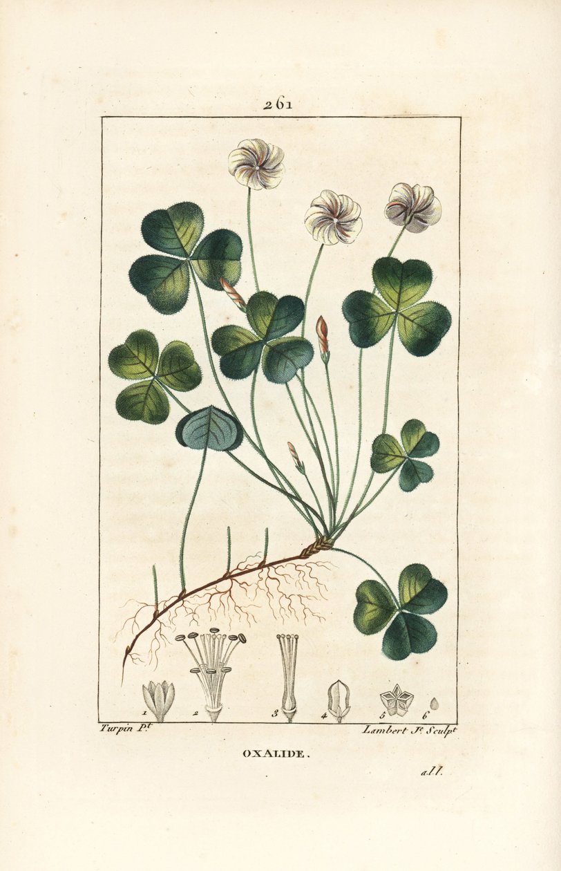 Acedera de madera, Oxalis acetosella, con flor, hoja, tallo, semilla y raíz. Grabado en cobre a mano a color por Lambert Junior de un dibujo de Pierre Jean-Francois Turpin de Chaumeton, Poiret y Chambere de Pierre Jean Francois Turpin