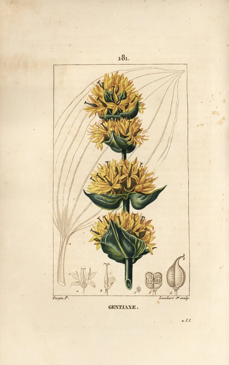 Genciana amarilla o gran genciana - Genciana, Gentiana lutea. Grabado en cobre a puntos coloreado a mano por Lambert Junior de un dibujo de Pierre Jean-Francois Turpin de 