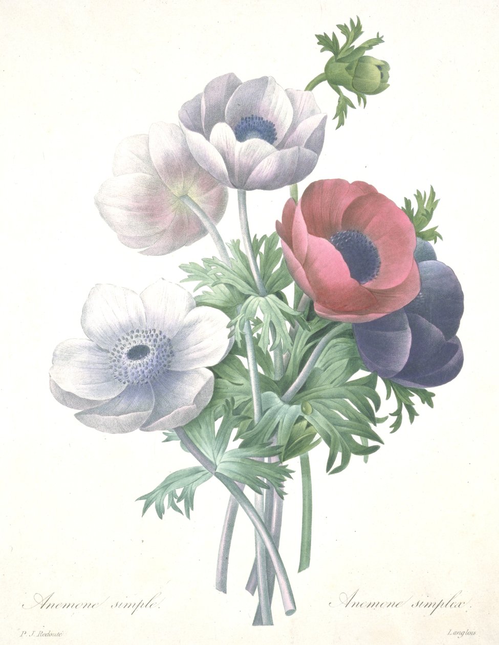 Anémona simple, Anemone simplex, grabado por François Langlois, de Choix des Plus Belle Fleurs et des Plus Beaux Fruits de Pierre Joseph (after) Redoute